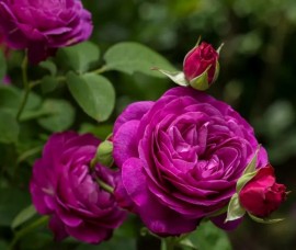 Trandafir floribund Heidi Klum Rna